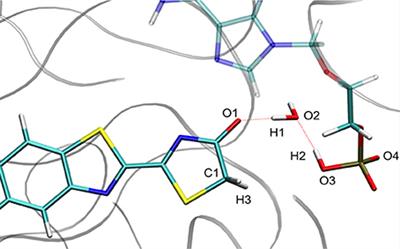 Modeling Chemical Reactions by QM/MM Calculations: The Case of the Tautomerization in Fireflies Bioluminescent Systems